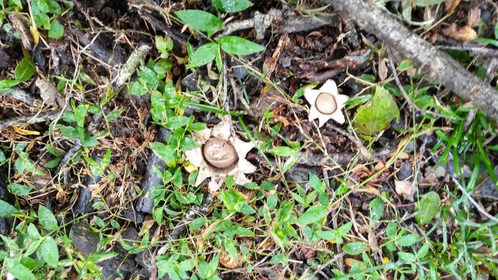 Geastrum saccatum · May 2016 · photo: © flo_grattarola (iNaturalist, cc0)