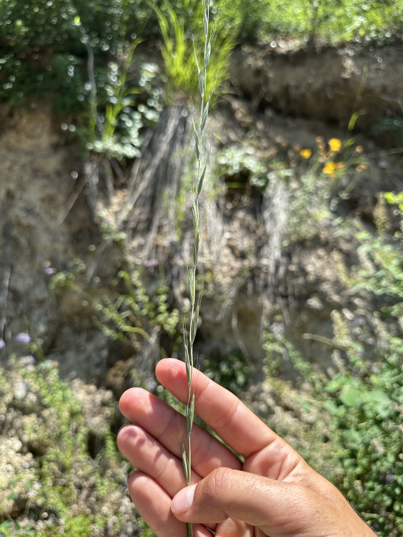 Elymus stebbinsii