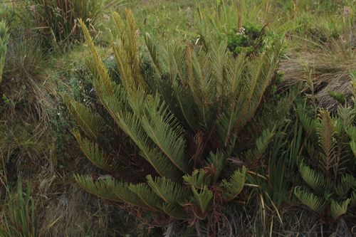 Lomariocycas aurata (Lomariocycas aurata)