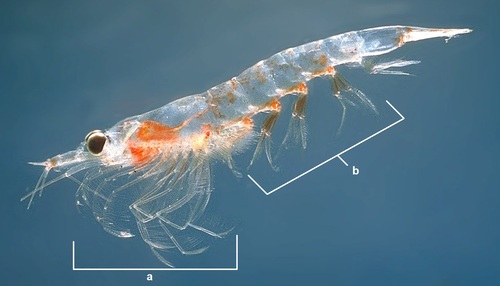 Representative image of Meganyctiphanes norvegica