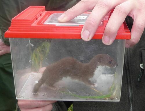 Least Weasel, Goingarijp, Nederland, photo 4 of 10