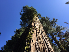 Calocedrus decurrens