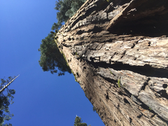 Calocedrus decurrens