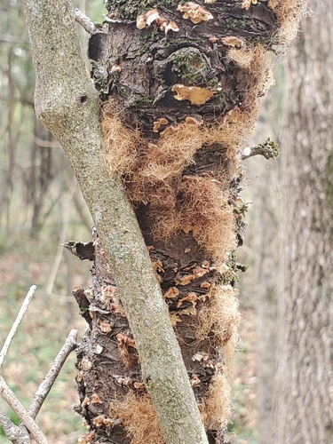 crowded parchment (Stereum complicatum)