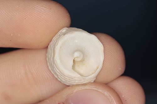 Trochus intextus observed 2024-07-02