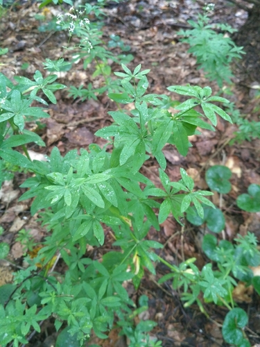 Galium intermedium