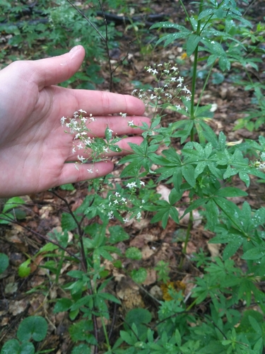 Galium intermedium, photograph 1
