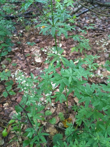 Galium intermedium, photograph 2