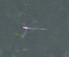 Neoneura aaroni