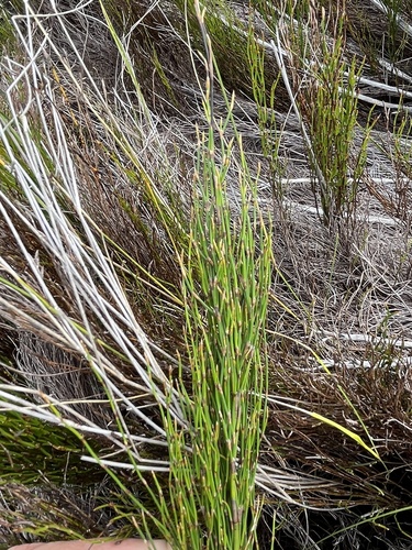 Image of Restio eleocharis by (c) Dave U, some rights reserved (CC BY-SA)