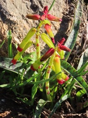 Lachenalia quadricolor