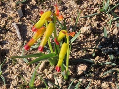 Lachenalia quadricolor