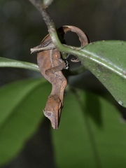 Uroplatus phantasticus