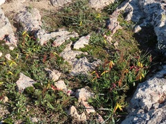 Lachenalia quadricolor