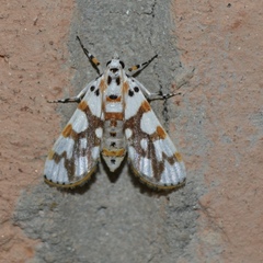 Obtusipalpis rubricostalis