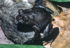 Benito River Night Frog photo 2