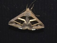 Grammodes bifasciata