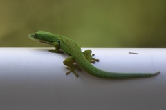 Phelsuma quadriocellata