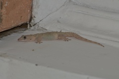 Hemidactylus mercatorius