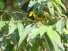 Tit Berrypecker photo 2
