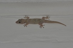 Hemidactylus mercatorius