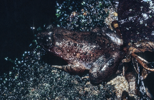 Conraua crassipes