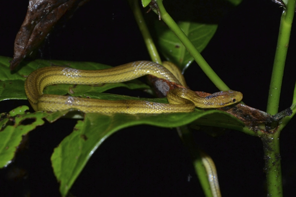 Ranomafana Big-Headed Snake