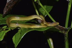 Compsophis laphystius