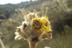 Espeletia congestiflora