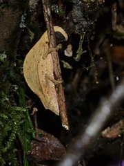 Palleon nasus