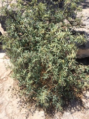 Berberis haematocarpa