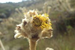Espeletia congestiflora