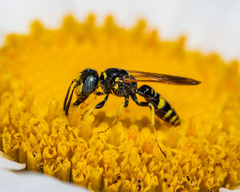 Philanthus bilunatus