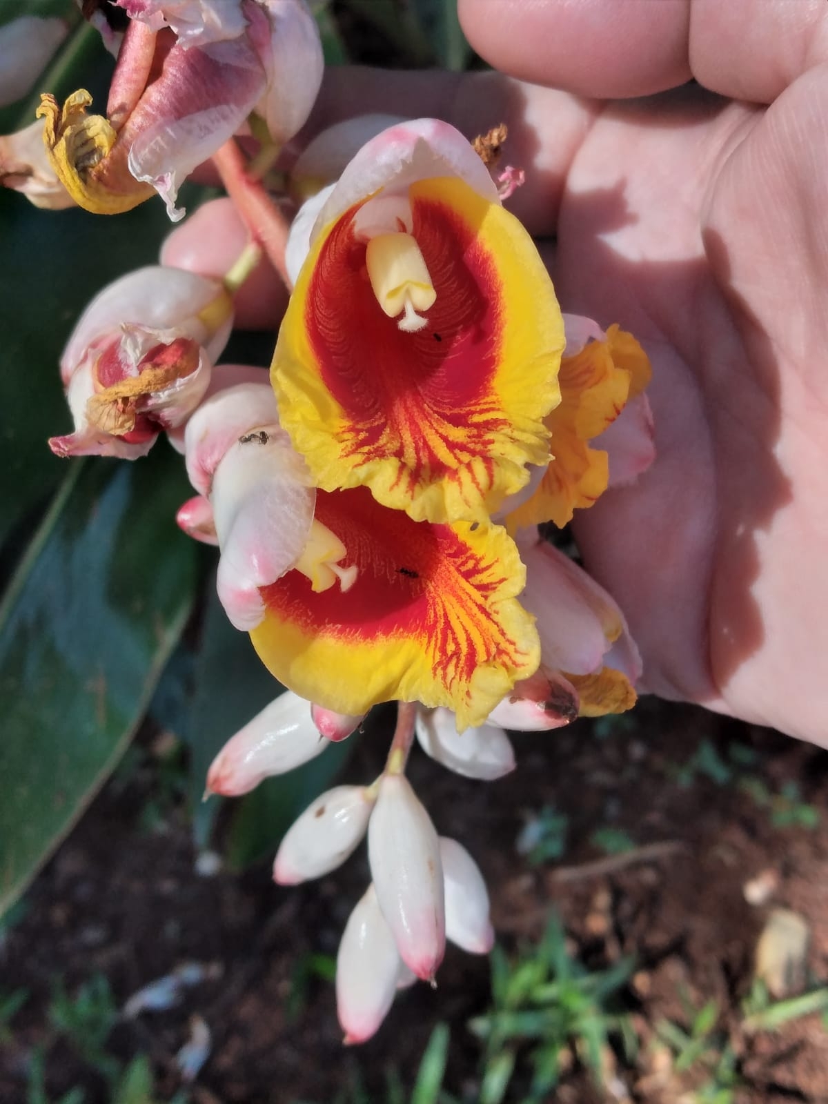 Alpinia zerumbet