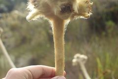 Espeletia congestiflora