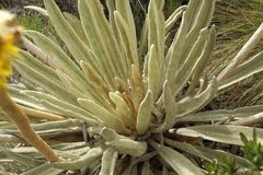 Espeletia congestiflora