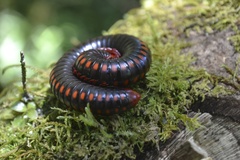 Aphistogoniulus cowani