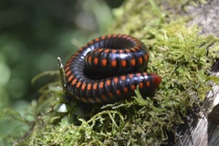 Aphistogoniulus cowani