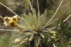 Espeletia congestiflora