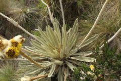 Espeletia congestiflora