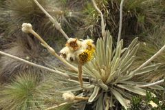 Espeletia congestiflora