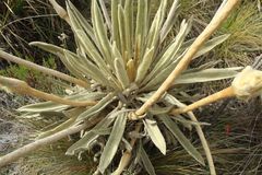 Espeletia congestiflora