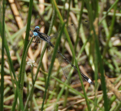 Lestes australis