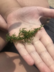 Elodea canadensis