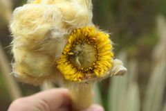 Espeletia congestiflora
