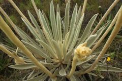 Espeletia congestiflora