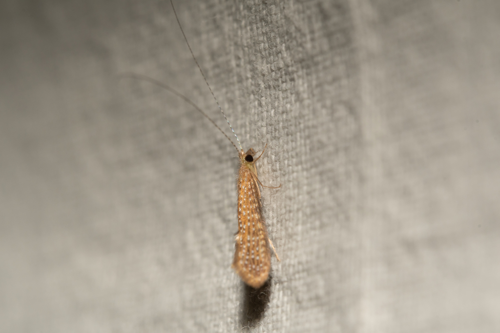 Setodes punctatus
