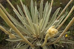 Espeletia congestiflora