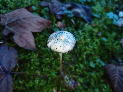 Psilocybe serbica
