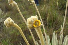 Espeletia congestiflora